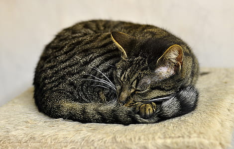 gray tabby cat sleeping on beige fleece textile