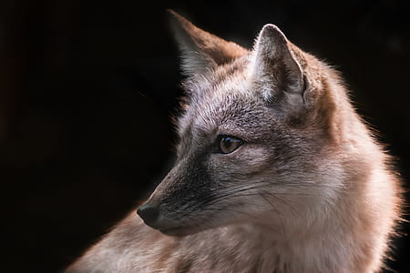 closeup photo of brown and white fox