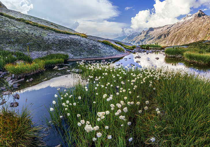 white petaled flowers on body of water near green mountain under white clouds and blue skies at daytime