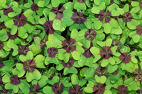 green and purple leaf plants