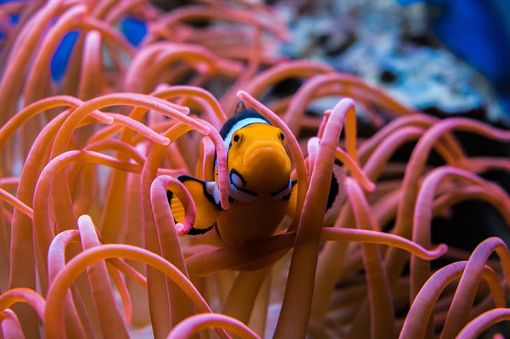 photography of clown fish on corrals
