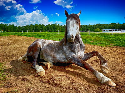 brown, white, and gray horse \