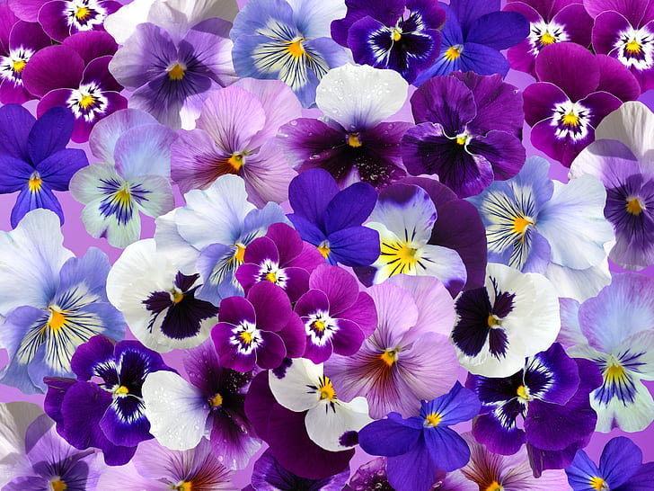 pink, white, and purple flowers