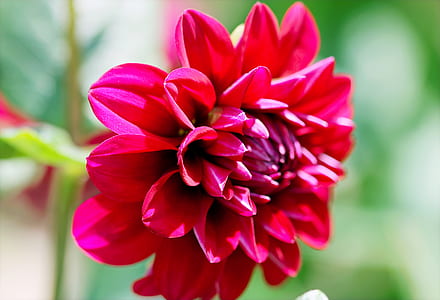 Selective Focus Photography of Red Dahlia Flower
