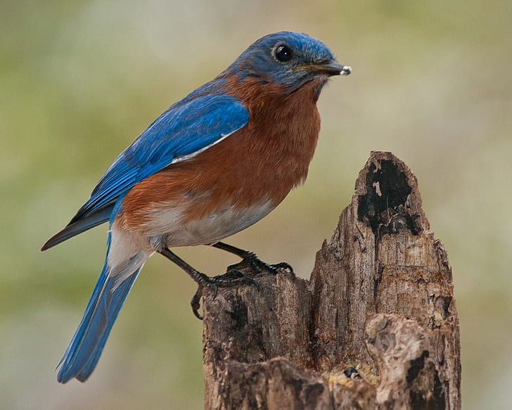 focus photography of blue and brown bird perched on tree