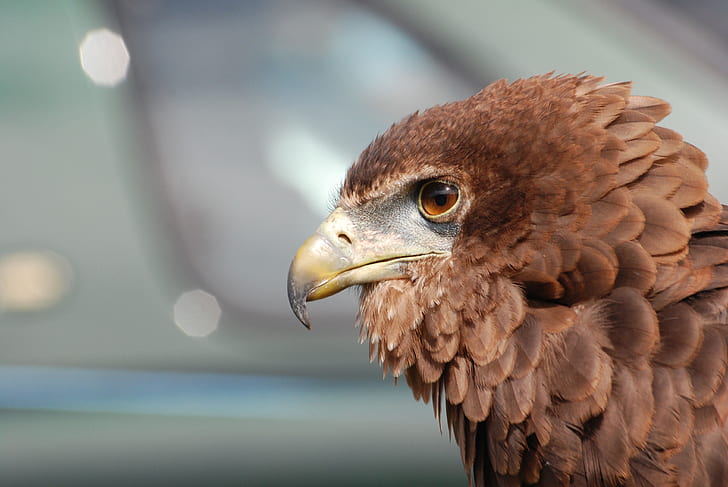 selective focus photography of brown eagle