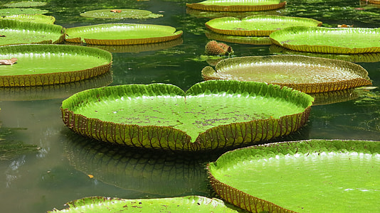 green lily pads