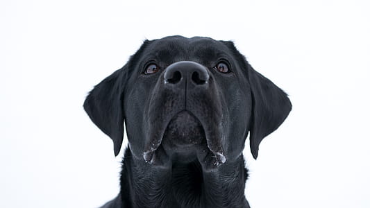 black Labrador retriever