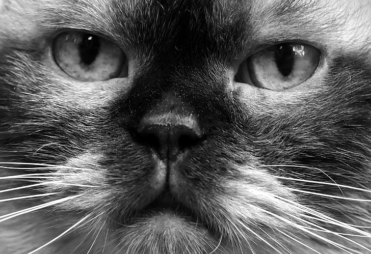 closeup photo of cats face