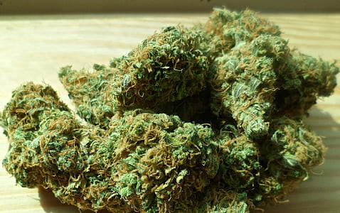 green cannabis buds