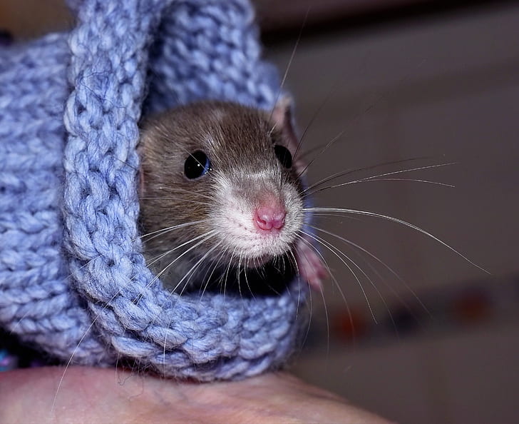 photo of brown rodent on blue crochet