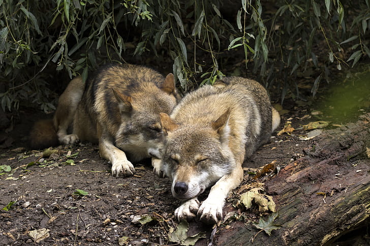 two brown wolves lying on brown