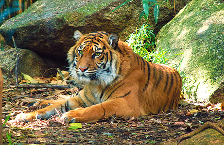 tiger near stone