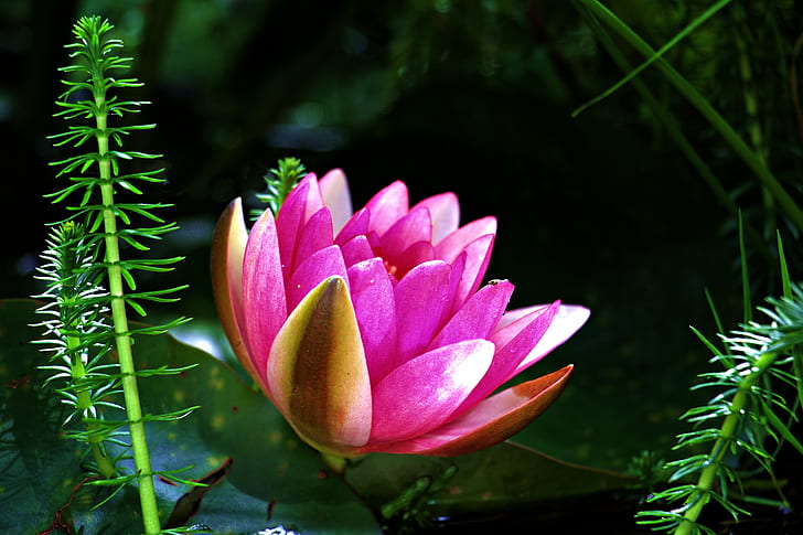 pink water lily in bloom at daytime