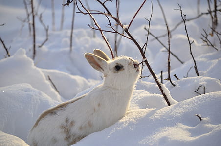 white rabbit on snow