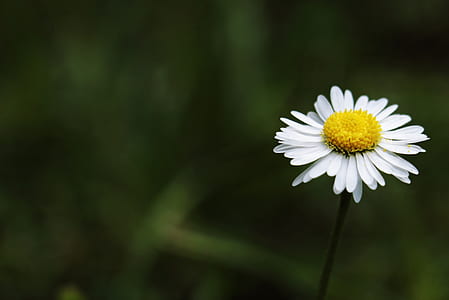 shallow focus photography of white daisy