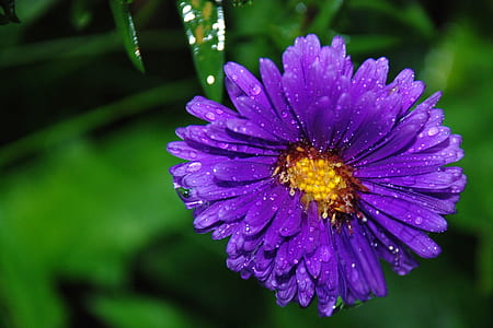 purple calendula in bloom close-up photo