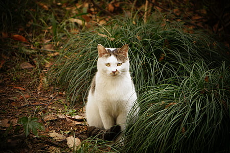 Cat Sitting Beside Green Grass