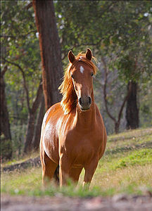 selective focus photography of brown horse standing in green grass field