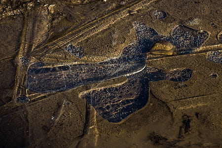 aerial view, drone, from above, landscape, field