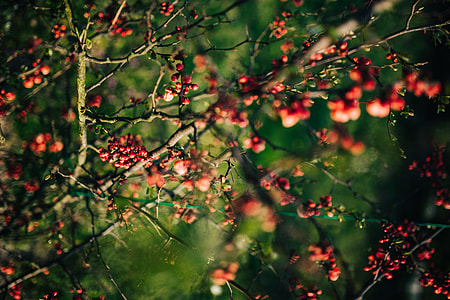 Red rowan on branches