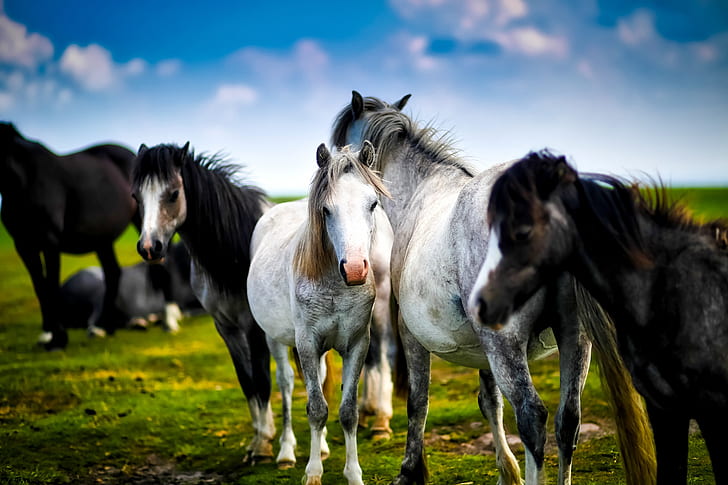 horses, horse, herd, farm, ranch, rural