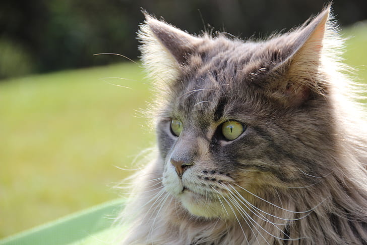 close-up photo of grey Persian cat