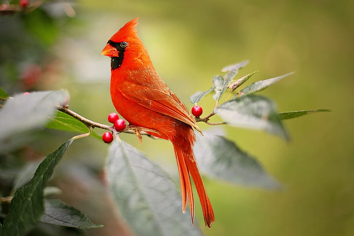 perching red bird on green leaf plant
