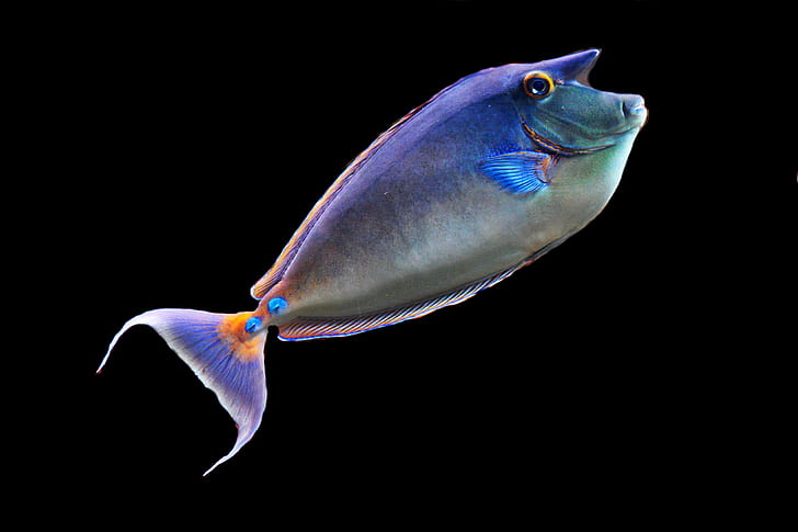 shallow photography of blue tang fish