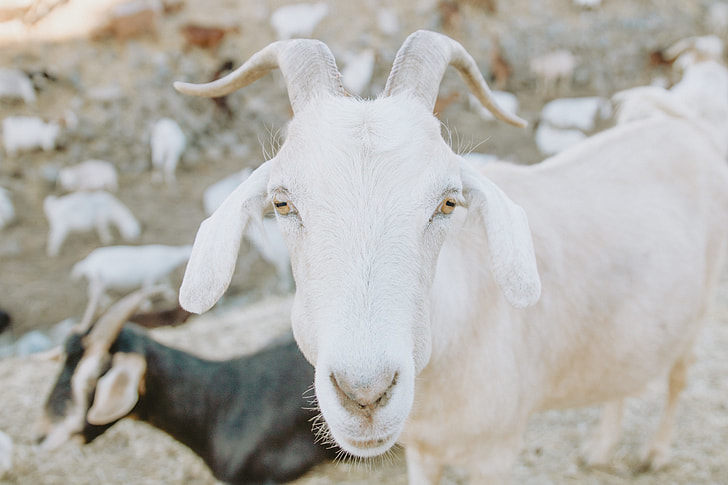 close up photography of white goat