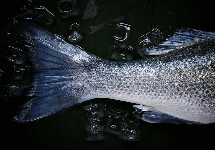 Royalty-Free photo: Close up photo of gray fish tail