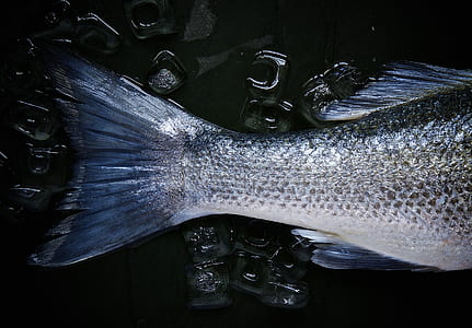 close up photo of gray fish tail