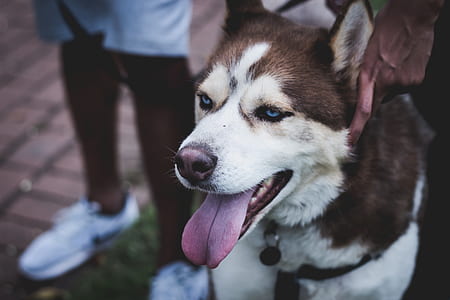 front view of a brown Siberian husky
