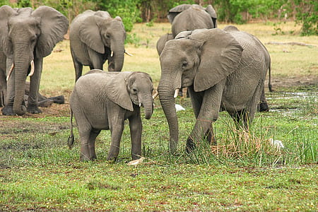 elephants on green grass field