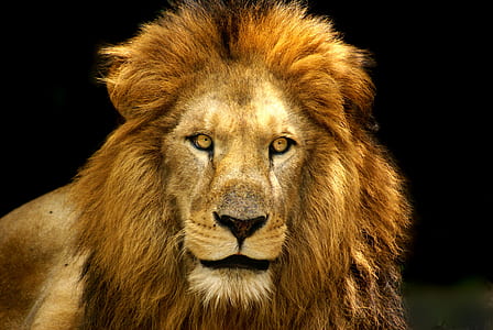 photo of brown lion