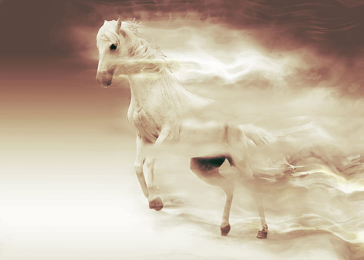 illustration of white horse