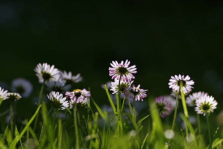 shallow focus of flowers on green grasses photography