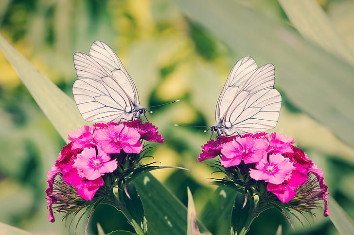two white butterflies on pink flowers