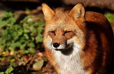 close up photography of brown fox