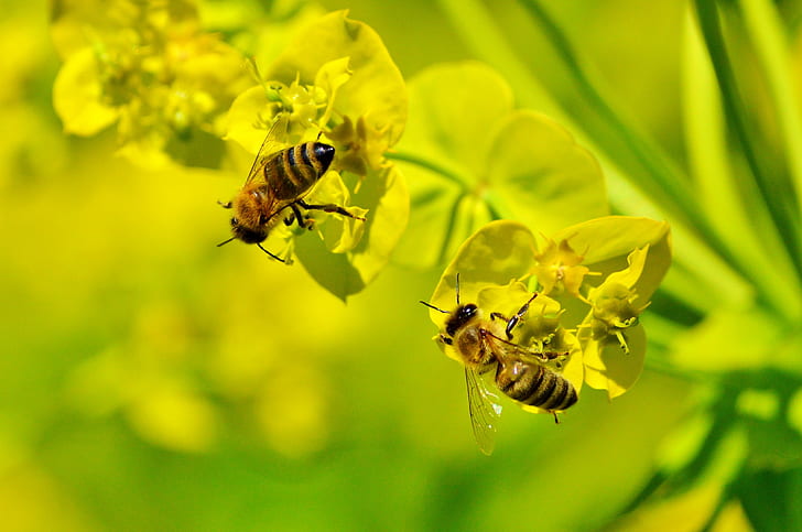 yellow orchid flower with two honeybees