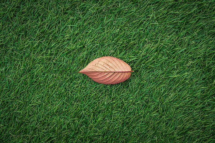 A fall leaf lies on green grass texture