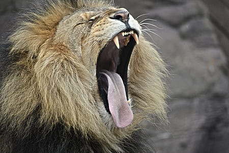 photo of a lion