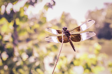 closeup photography of brown Dragonfly