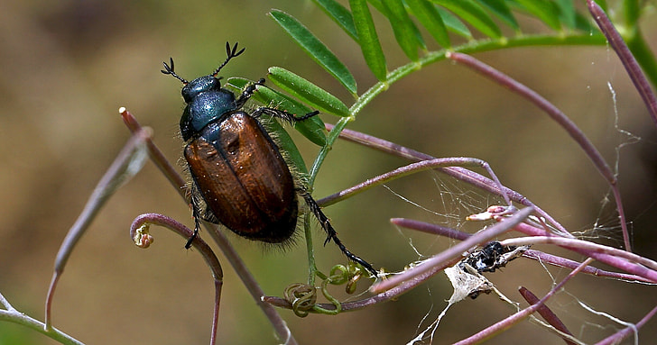 brown and black june beetle perched on green plant