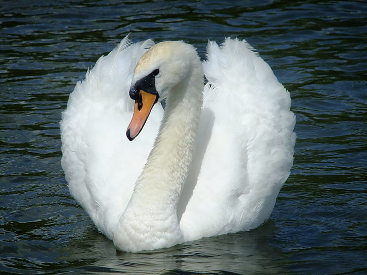 photography of white swan on water
