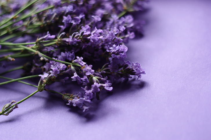 purple petaled flower on purple surface
