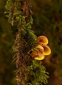 green leafed plant and brown mushrooms