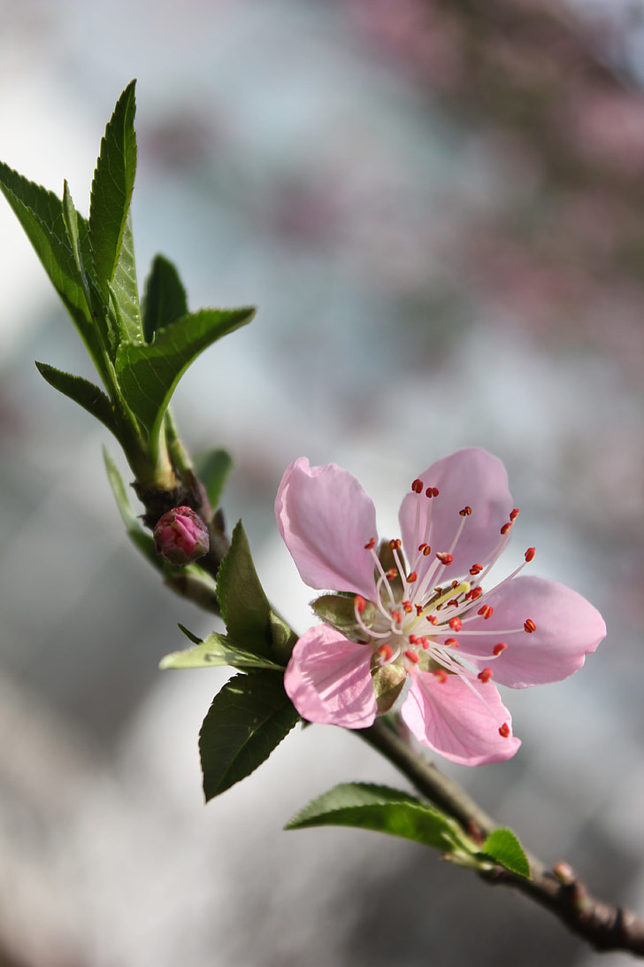 pink, flower, selective focus, photography, peach blossom, cherry blossom