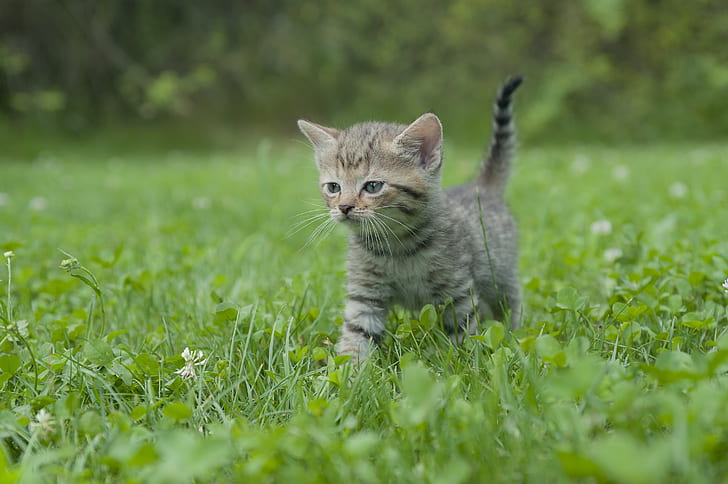 photo of brown tabby kitten walking on grass