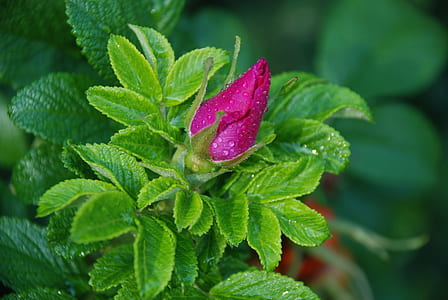 focused photo of purple and green rose bud